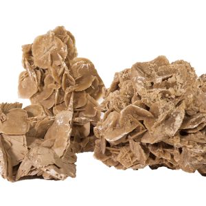 Alternative view of Stanca Desert Rose